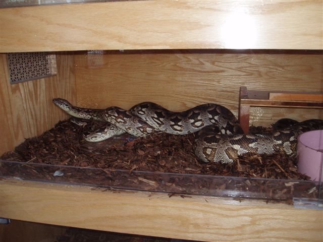 Dumerils breeding