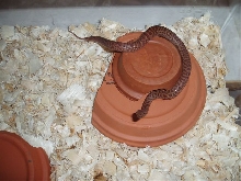 Juvi Female Anthill - A. perthensis