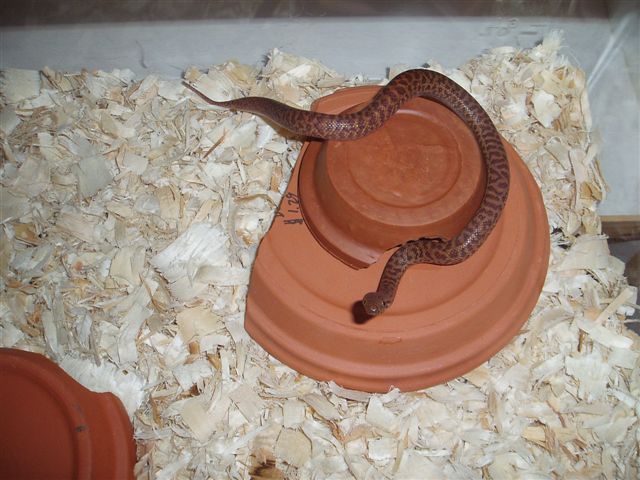 Juvi Female Anthill - A. perthensis