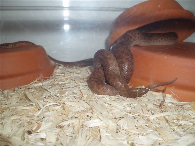 anthills mating 1