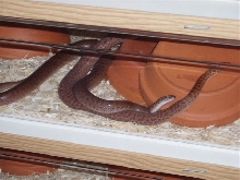 anthills mating 2