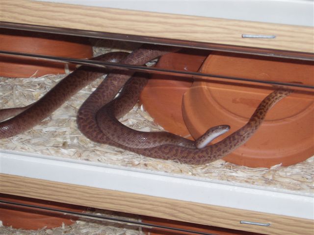 anthills mating 2
