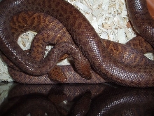anthills mating 3