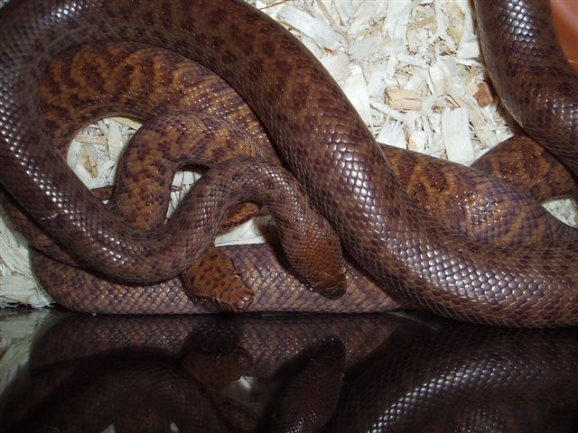 anthills mating 3
