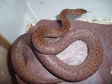 sub adult female anthill python