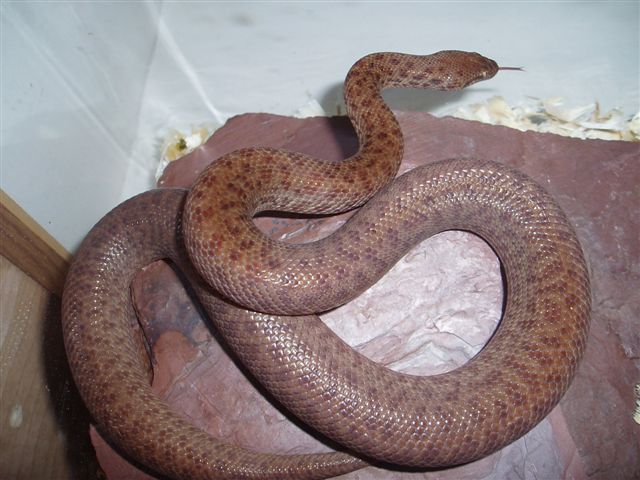sub adult female anthill python