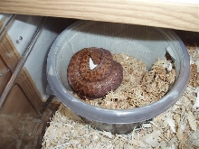 Anthill python on eggs 2