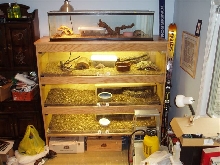 My custom cage