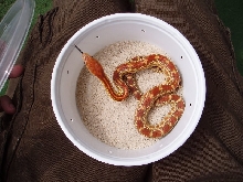 Cape Gopher Snake