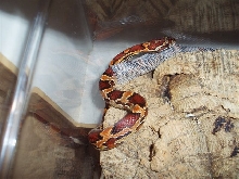 abotts okeettee shedding