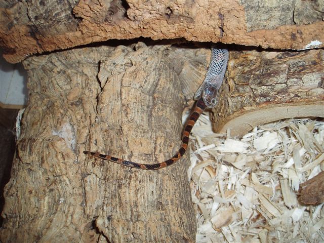 shed skin eats snake!