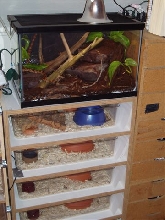corn snake vivarium