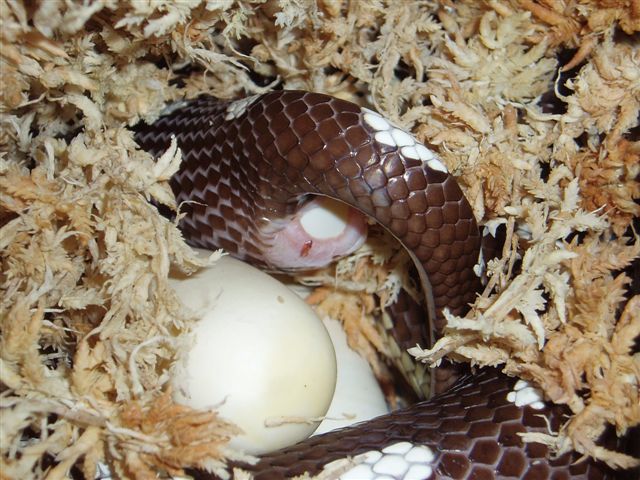 egg laying cali 1
