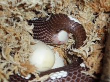 egg laying cali 2