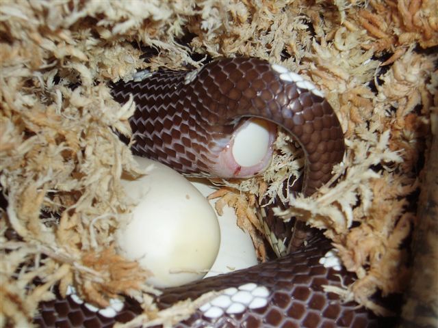 egg laying cali 2