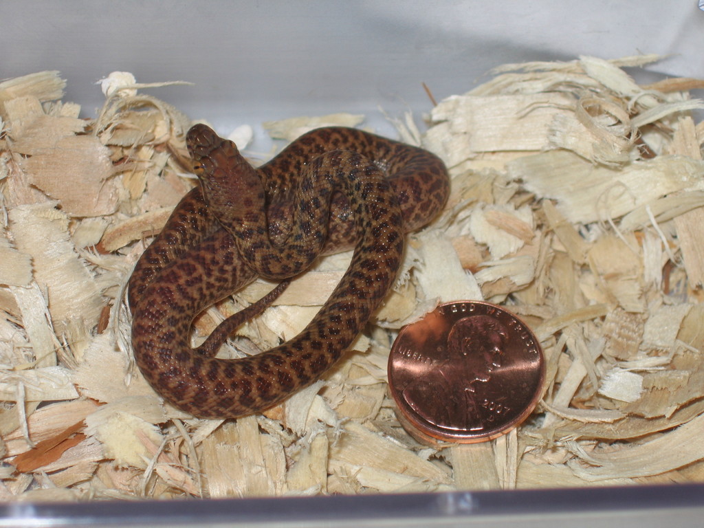 Pygmy Python reduced size