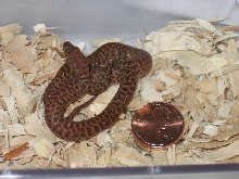 Pygmy Python