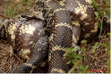 florida eastern eating diamondback