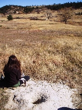 Colorado bull snake habitat