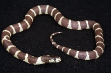 Merker line hypo