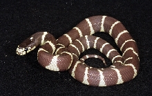 Merker line hypo 2