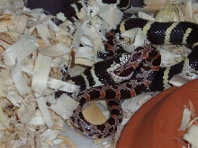 King eats corn 2