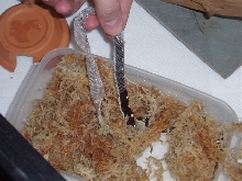 shedding