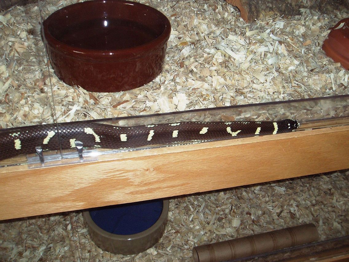 4 foot king in a 1/4 inch gap