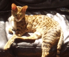 savanah cat
