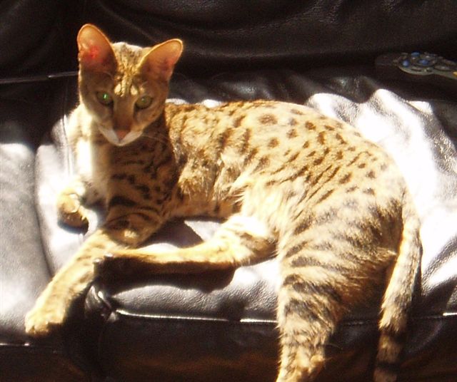 savanah cat