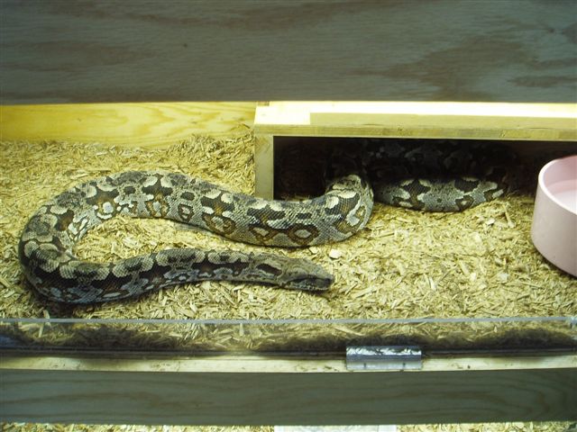 female dumerils