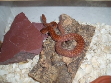 Yearling male perthensis
