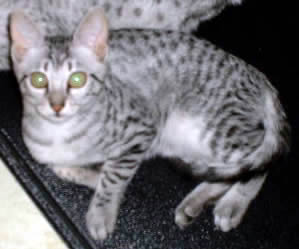 Shiva Miss Mao