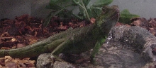 Clyde2