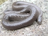 Oregon rubber boa M1