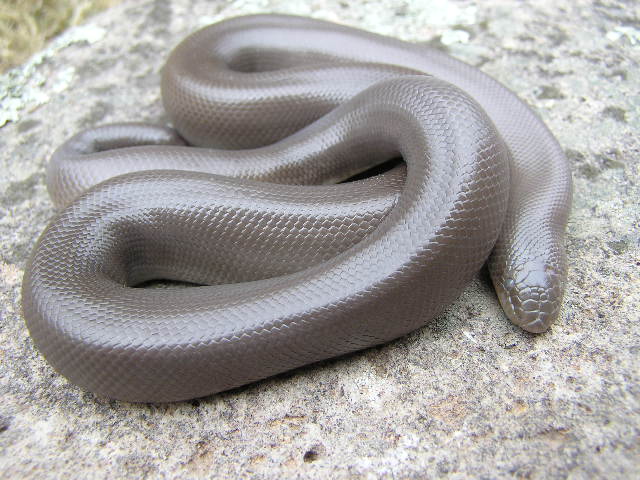 Oregon rubber boa M1