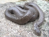 Oregon rubber boa F3