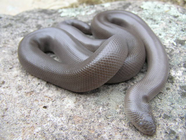 Oregon rubber boa F3