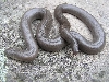 Oregon rubber boa F1