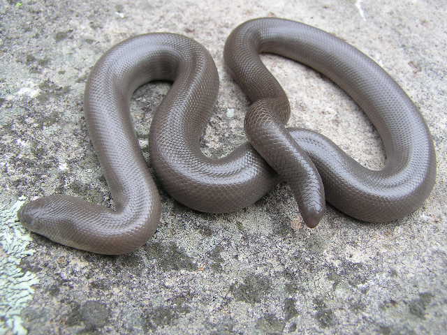 Oregon rubber boa F1