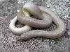 Oregon rubber boa M