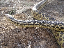 Hemet Gopher
