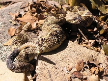 Blactail rattlesnake A2