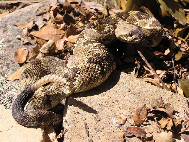 Blactail rattlesnake A2