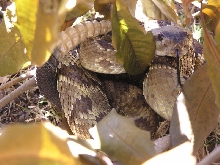 Blacktail rattlesnake