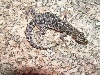 Granite night lizard A2