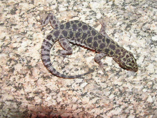 Granite night lizard A2