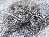 Speckled rattlesnake