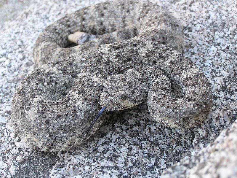 Speckled rattlesnake