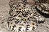 Speckled rattlesnake